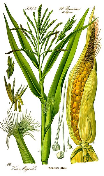 Zea mays var. saccharata