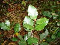 Blätter des Lorbeerbaums