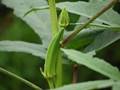 Okra (Abelmoschus esculentus)