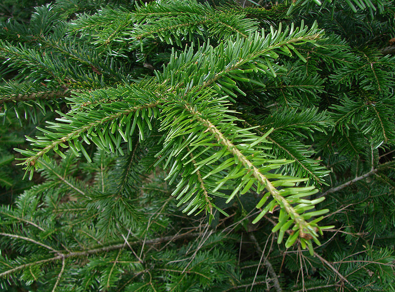 Weiß-Tanne (Abies alba)