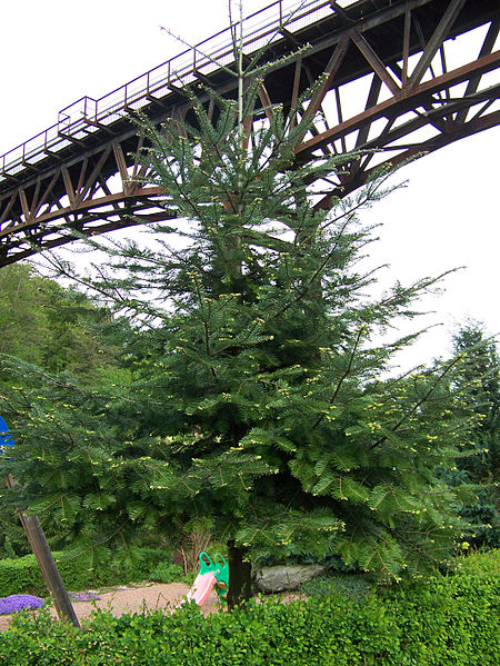 Habitus Weiß-Tanne (Abies alba) Weiß-Tanne (Abies alba)