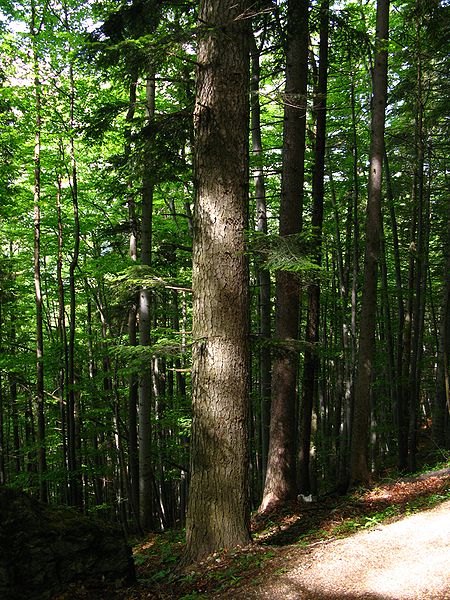 Weiß-Tanne (Abies alba)