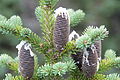 Balsam-Tanne (Abies balsamea)