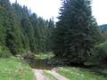 Griechische Tanne (Abies cephalonica)