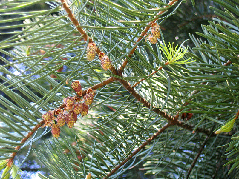 Colorado-Tanne (Abies concolor)