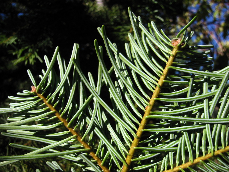 Colorado-Tanne (Abies concolor)