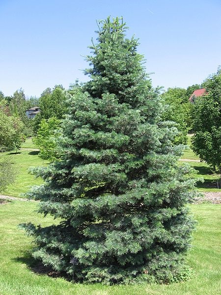 Colorado-Tanne (Abies concolor)