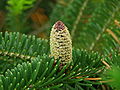 Frasers Tanne (Abies fraseri)