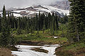 Felsengebirgs-Tanne (Abies lasiocarpa)