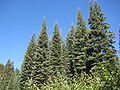 Pracht-Tanne (Abies magnifica)