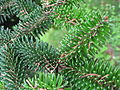 Numidische Tanne (Abies numidica)