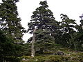 Spanische-Tanne (Abies pinsapo)