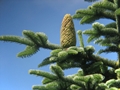 Edeltanne (Abies procera)