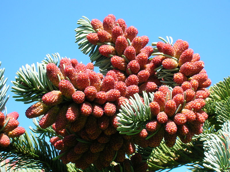 Edeltanne (Abies procera)