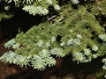 Abies procera, Nadeln