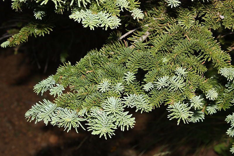 Edeltanne (Abies procera)