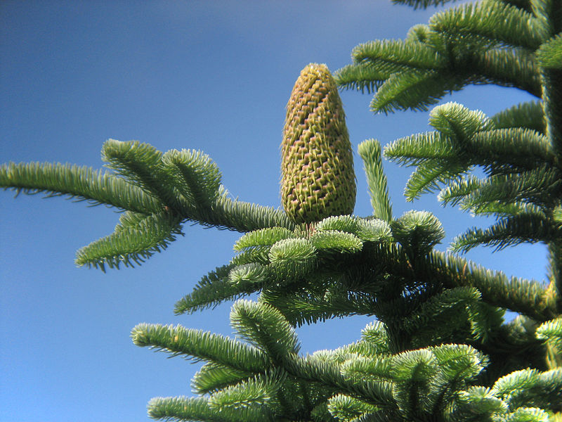 Edeltanne (Abies procera)