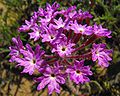 Pink sand verbena (Abronia umbellata)