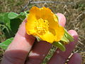 Großblättrige Schönmalve (Abutilon grandifolium)