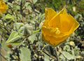 Indian Mallow (Abutilon palmeri)