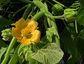 Samtpappel (Abutilon theophrasti)