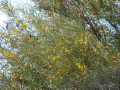 Mulga (Acacia aneura)