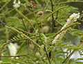 Katechu-Akazie (Acacia catechu)