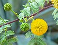 Whitethorn Acacia (Acacia constricta)