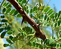 Catclaw acacia (Acacia greggii)