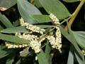 Acacia longifolia (Langblättrige Akazie)