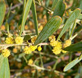 Vanille-Akazie (Acacia redolens)