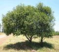 Willow Akazie (Acacia salicina)