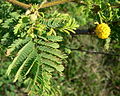 Huisachillo (Acacia tortuosa)