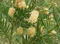 Acacia verticillata