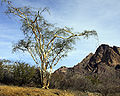 Palo Blanco (Acacia willardiana)