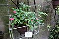 Hängender Fuchsschwanz (Acalypha chamaedrifolia)