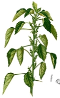 Acalypha indica