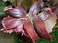 Buntlaubiges Kupferblatt (Acalypha wilkesiana)