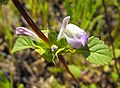 San Diego thornmint (Acanthomintha ilicifolia)