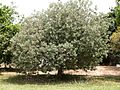 Brasilianische Guave (Acca sellowiana)