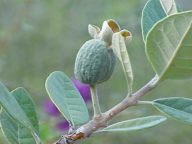 Brasilianische Guave (Acca sellowiana)