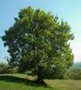 Feldahorn (acer campestre)