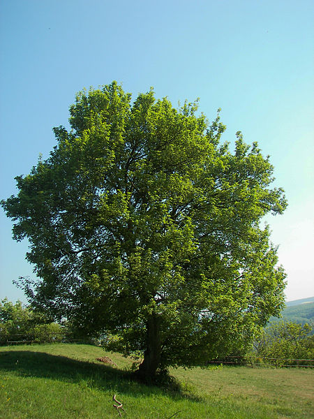 Feldahorn (Acer campestre)