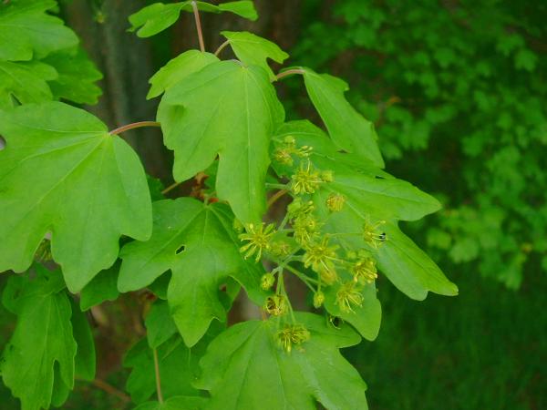 Feldahorn (Acer campestre)