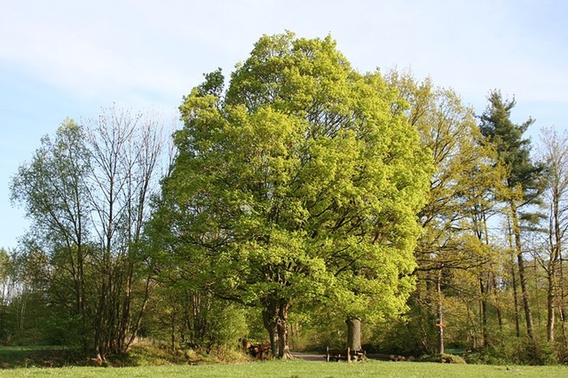 Feldahorn (Acer campestre)