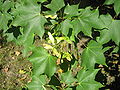 Kolchischer Ahorn (Acer cappadociccum)