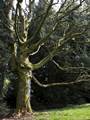 Kolchischer Ahorn (Acer cappadocicum)