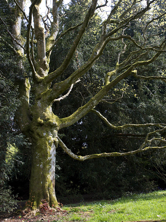 Kolchischer Ahorn im Frühling