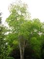 Kolchischer Ahorn (Acer cappadocicum)