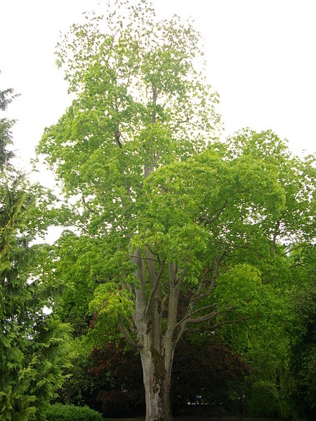 Kolchischer Ahorn (Acer cappadocicum)